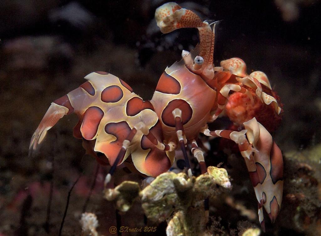 Bongo Bongo Divers Dauin Buitenkant foto